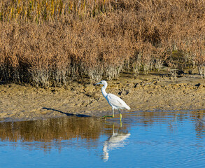 Great White Egret in Saltwater Marsh at Leonabelle Turnbull Birding Center, Port Aransas, Texas, USA