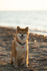 Portrait of cute Red shiba inu dog is walking at the seaside during the sunset in Greece. - 770156289