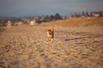 Cute Red Shiba Inu running on the beach at sunset in Greece - 770156654