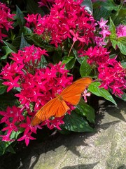 Vibrant orange butterfly on pink pentas flowers, with lush green foliage in the background.