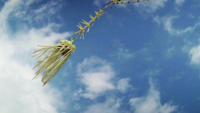 Javanese Traditional "Penjor" against sky
