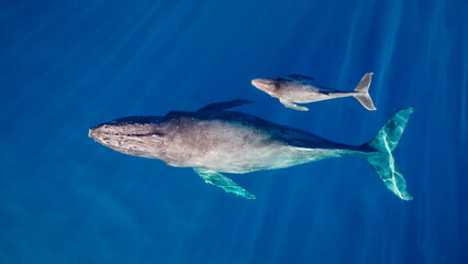 Whale and her calf swimming off the coast of Hawaii 