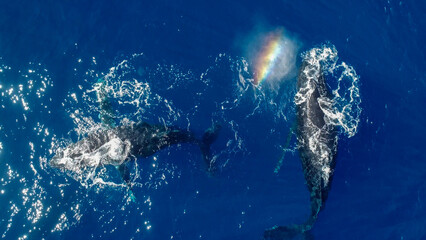 Whales swimming in the ocean, photos taken via drone - obrazy, fototapety, plakaty