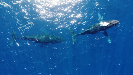 Obraz premium Whales swimming in the ocean, photos taken via drone