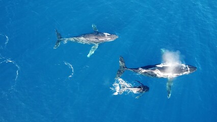 Whales swimming in the ocean, photos taken via drone
