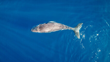 Whales swimming in the ocean, photos taken via drone