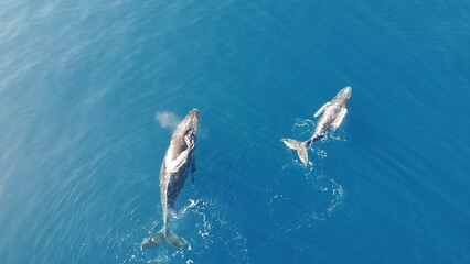 Whales swimming in the ocean, photos taken via drone