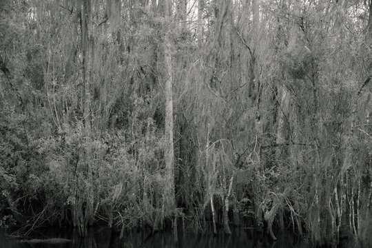 Tropical Forest Texture where Alligator swims around