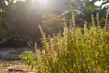 basil plants with tall flowers