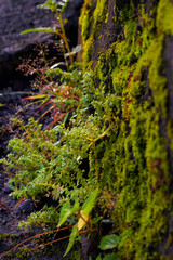 grass and moss attached to rocks and soil