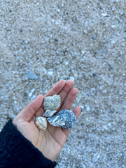 hand holding seashell on the beach