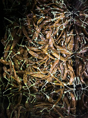Red chilies dried background