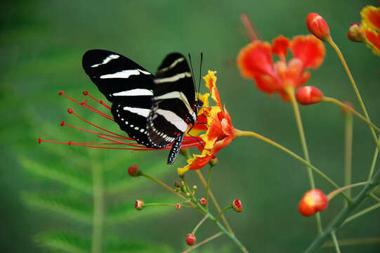 F200 Images – Browse 2 Stock Photos, Vectors, and Video | Adobe Stock