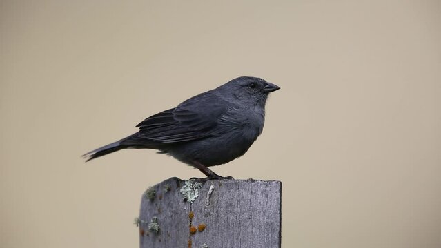 The plumbeous sierra finch (Geospizopsis unicolor) is a species of bird in the family Thraupidae. This photo was taken in Ecuador.