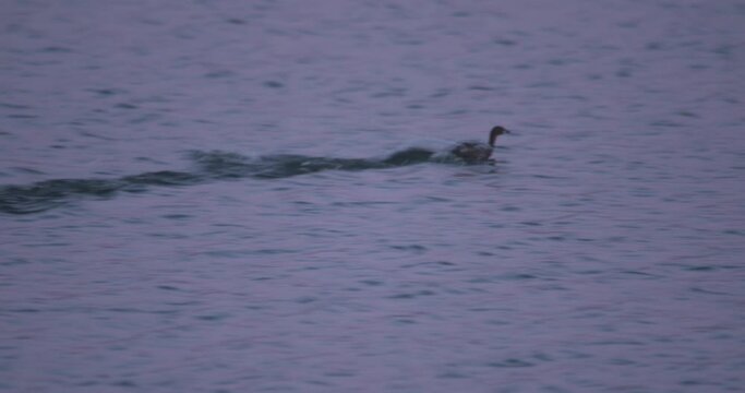 Grebe bird paddles across the water surface beating wings quickly take off aborted