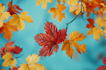 Autumnal red and yellow leaves set against a blue background.