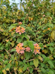 West Indian Lantana flowers with green small leaves 