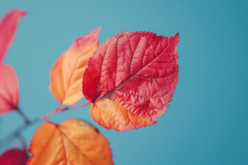 Autumnal red and yellow leaves set against a blue background.