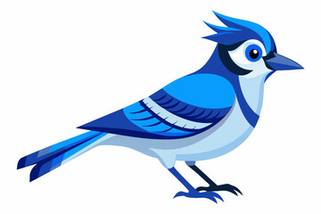 Blue jay vector with white background.