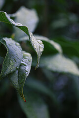 moody and atmospheric botanical background in rainy day