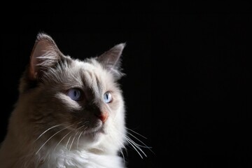 cat portrait, super detailed model on a dark background
