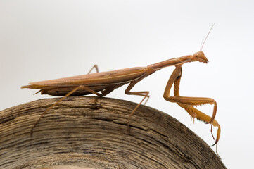 European Praying Mantis - European Mantis (Mantis religiosa) brown specimen waiting for prey....