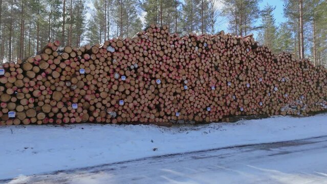 Stacked pile of felled tree logs on snowy plantation floor, trucking arc shot