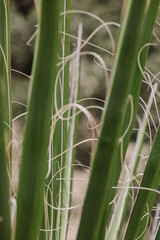 Desert plant leaves close-up