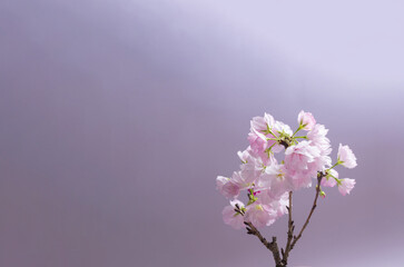 桜　sakura cherry blossoms