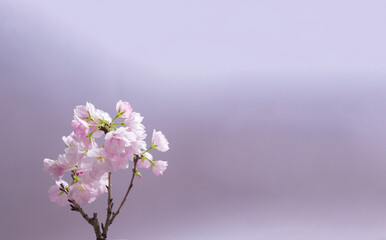 桜　sakura cherry blossoms