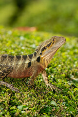The Australian water dragon, which includes the eastern water dragon and the Gippsland water dragon subspecies, is an arboreal agamid species native to eastern Australia from Victoria northwards to Qu