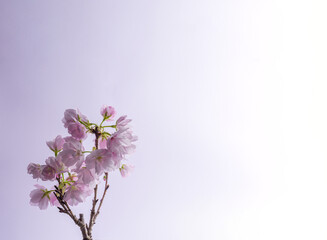 桜　sakura cherry blossoms