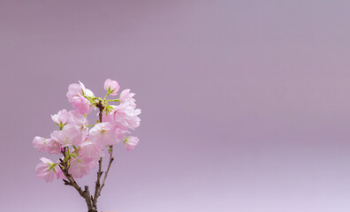 桜　sakura cherry blossoms
