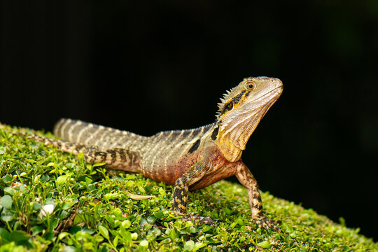 The Australian water dragon, which includes the eastern water dragon and the Gippsland water dragon subspecies, is an arboreal agamid species native to eastern Australia from Victoria northwards to Qu