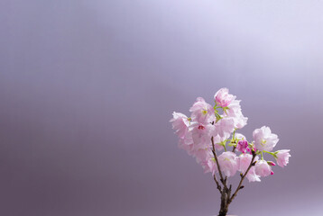 桜　sakura cherry blossoms