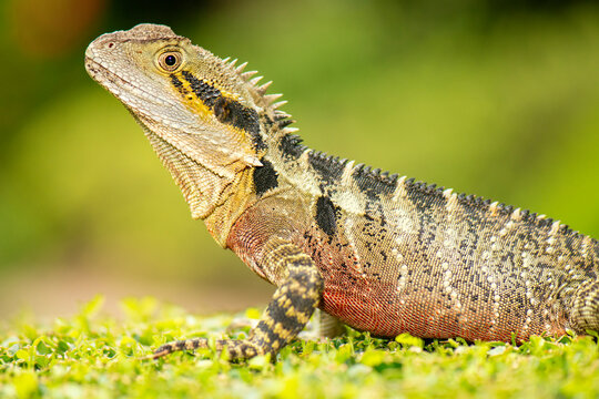 The Australian water dragon, which includes the eastern water dragon and the Gippsland water dragon subspecies, is an arboreal agamid species native to eastern Australia from Victoria northwards to Qu