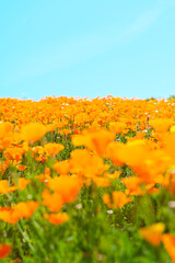 Flower Hill in Expo'70 Commemorative Park(万博記念公園)