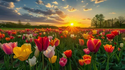 Fotobehang Colorful field of tulips in bloom, sunrise, Holland landscape © lermont51