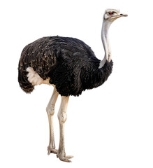 ostrich standing on two legs full body shot isolated against a white background - obrazy, fototapety, plakaty