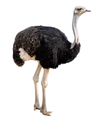  ostrich standing on two legs full body shot isolated against a white background © Zain