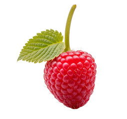 Natural and Fresh Thimbleberry fruit isolated on white background 