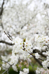 Obraz premium 開花する春の桜の花木