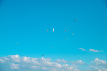 수채화같은 푸른 하늘과 구름, 갈매기