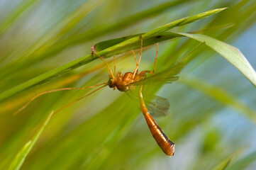 wasp on a leaf, An Ophion sp. ichneumonid wasp grooming itself. These are nocturnal parasitoids of moths. Alghero, Sardinua, Italy