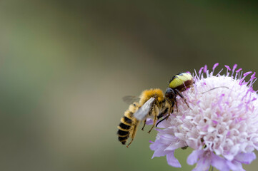 Napoleon spider. Crab Spider (Synema globosum), female sitting on a inflorescence . Sardinia, Italy