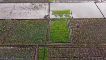 Rice fields seen from above with a drone