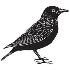birds black and white vector illustration silhouette