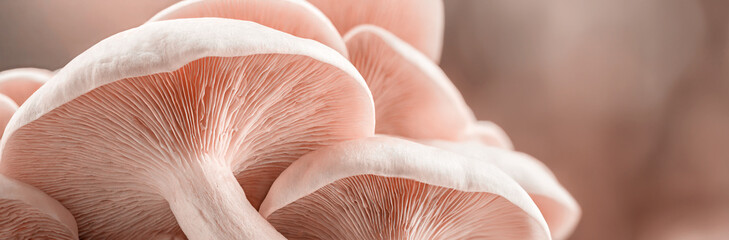 Macro of underside of mushrooms in pastel pink beige we banner with copy space