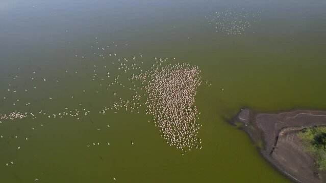 Flamingos on Lake Elementaita Kenya drone shot