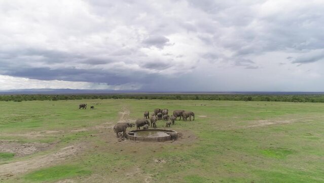 Elephants drinking water drone shot